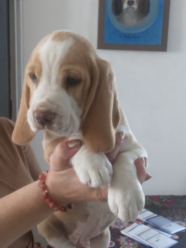 du Domaine du Retz - Chiot disponible  - Beagle