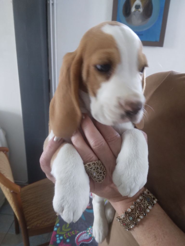 du Domaine du Retz - Chiot disponible  - Beagle