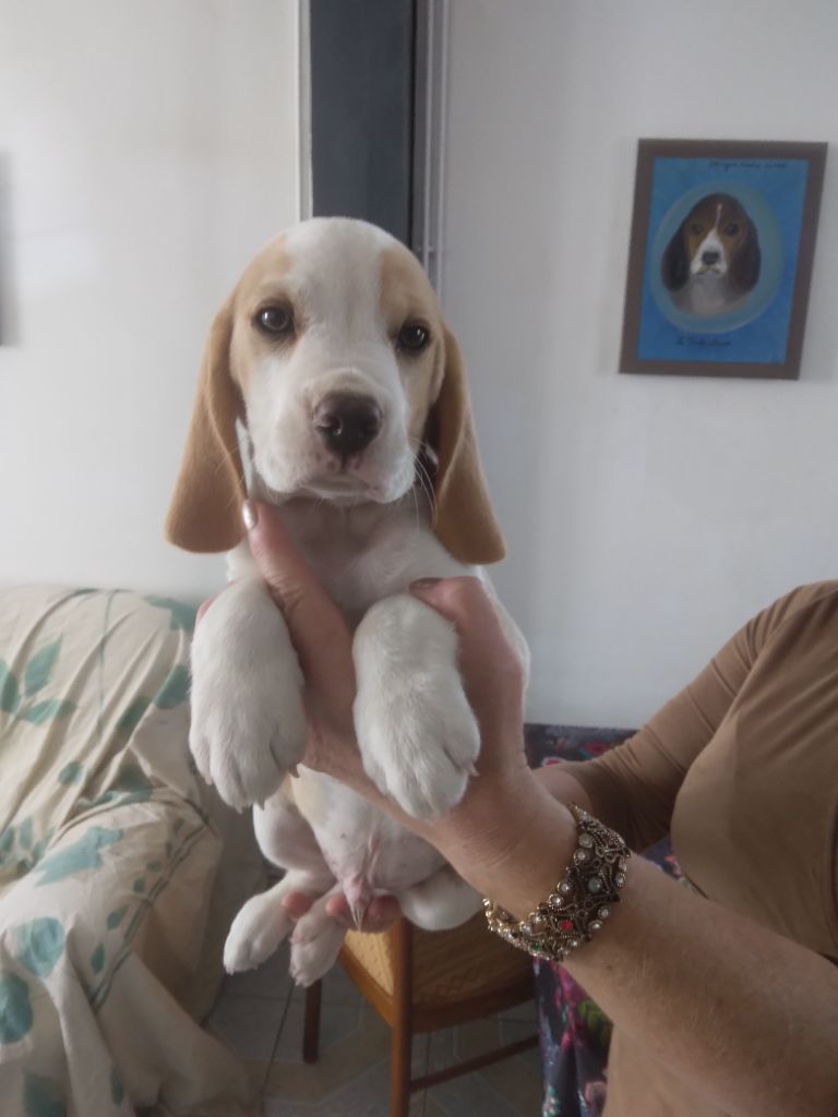 du Domaine du Retz - Chiot disponible  - Beagle