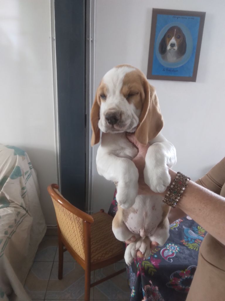 du Domaine du Retz - Chiot disponible  - Beagle